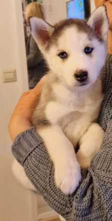 Husky welpen reinrassig