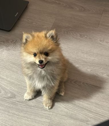 Zwergspitz (Pomeranian)
