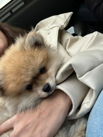 Zwergspitz (Pomeranian)