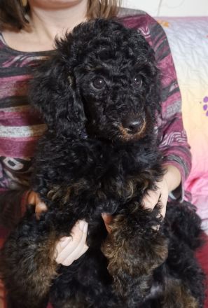 Pudel Zwergpudel Welpen