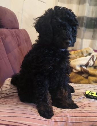 Pudel Zwergpudel Welpen