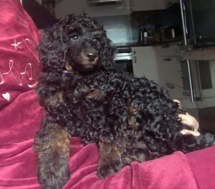 Pudel Zwergpudel Welpen