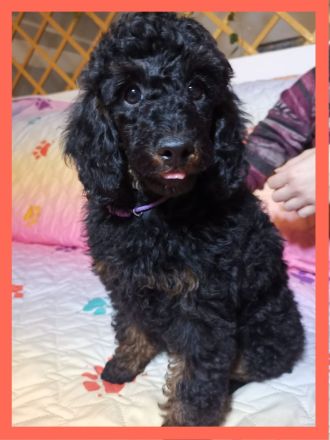 Pudel Zwergpudel Welpen