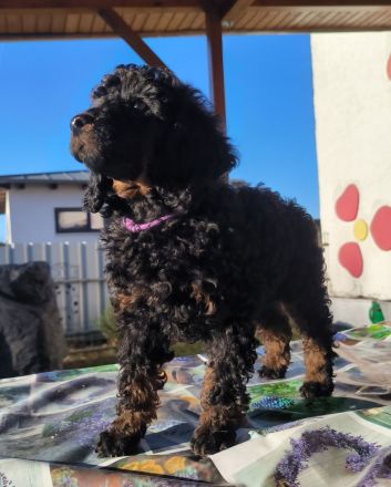 Pudel Zwergpudel Welpen