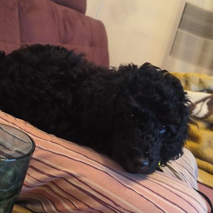 Pudel Zwergpudel Welpen