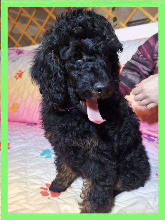 Pudel Zwergpudel Welpen