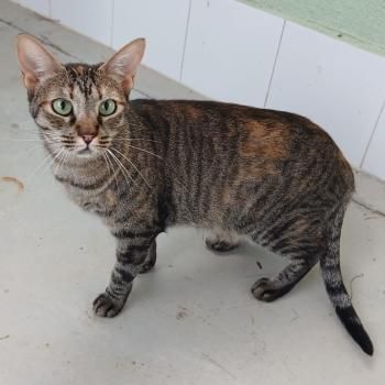 Telma