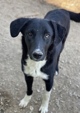 Nikka, geb. ca. 08/2023, lebt in GRIECHENLAND, im städt. Tierheim Serres