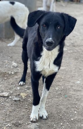 Nikka, geb. ca. 08/2023, lebt in GRIECHENLAND, im städt. Tierheim Serres