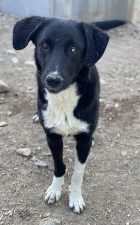 Nikka, geb. ca. 08/2023, lebt in GRIECHENLAND, im städt. Tierheim Serres