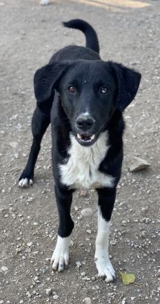 Nikka, geb. ca. 08/2023, lebt in GRIECHENLAND, im städt. Tierheim Serres