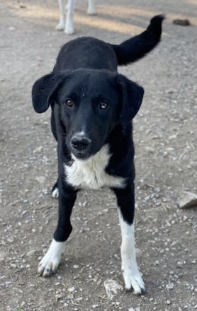 Nikka, geb. ca. 08/2023, lebt in GRIECHENLAND, im städt. Tierheim Serres