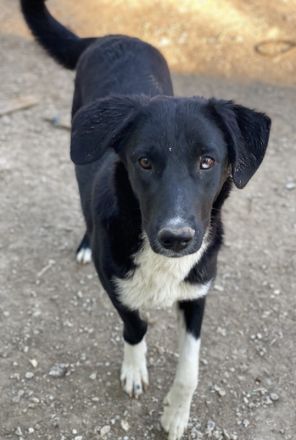 Nikka, geb. ca. 08/2023, lebt in GRIECHENLAND, im städt. Tierheim Serres