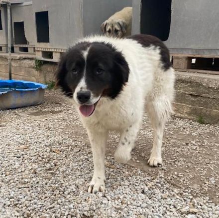 Cora, geb. ca. 07/2022, lebt in GRIECHENLAND, im städt. Tierheim Serres