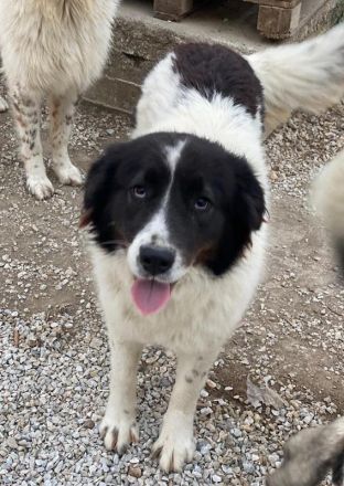 Cora, geb. ca. 07/2022, lebt in GRIECHENLAND, im städt. Tierheim Serres