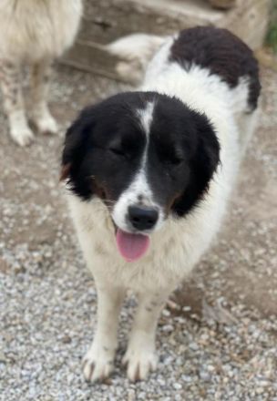 Cora, geb. ca. 07/2022, lebt in GRIECHENLAND, im städt. Tierheim Serres