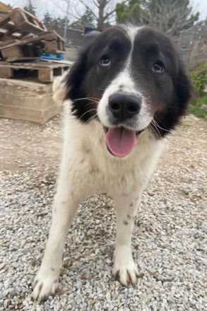 Cora, geb. ca. 07/2022, lebt in GRIECHENLAND, im städt. Tierheim Serres