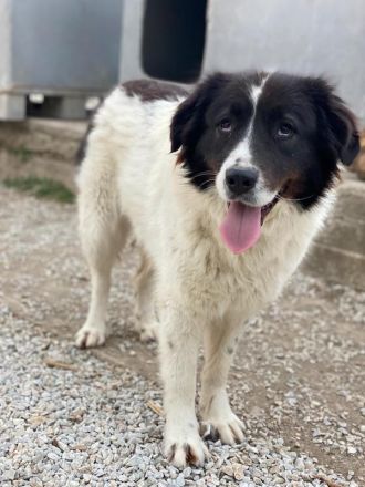 Cora, geb. ca. 07/2022, lebt in GRIECHENLAND, im städt. Tierheim Serres