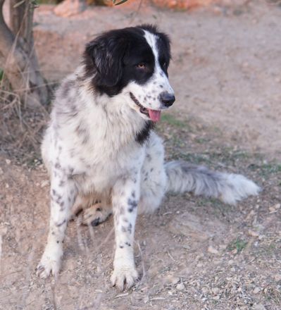 Filana, geb. ca. 11/2022, lebt in GRIECHENLAND, auf einer privaten Pflegestelle