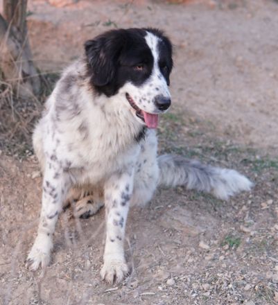 Filana, geb. ca. 11/2022, lebt in GRIECHENLAND, auf einer privaten Pflegestelle