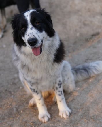 Filana, geb. ca. 11/2022, lebt in GRIECHENLAND, auf einer privaten Pflegestelle