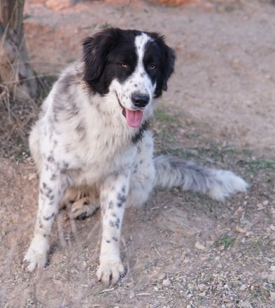 Filana, geb. ca. 11/2022, lebt in GRIECHENLAND, auf einer privaten Pflegestelle