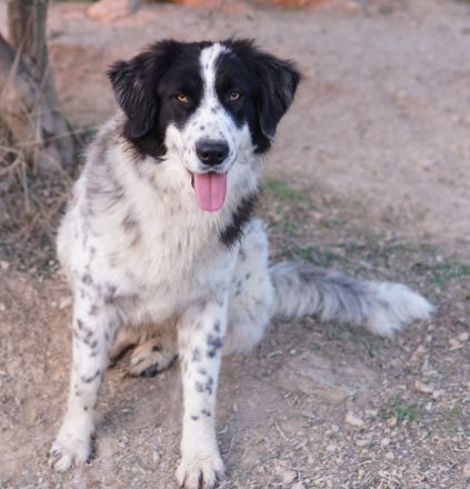 Filana, geb. ca. 11/2022, lebt in GRIECHENLAND, auf einer privaten Pflegestelle