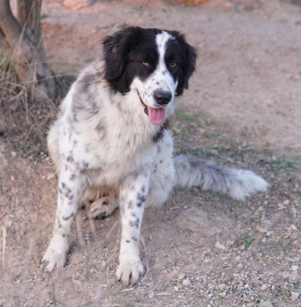 Filana, geb. ca. 11/2022, lebt in GRIECHENLAND, auf einer privaten Pflegestelle