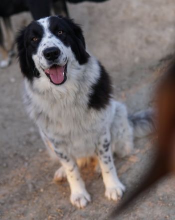 Filana, geb. ca. 11/2022, lebt in GRIECHENLAND, auf einer privaten Pflegestelle