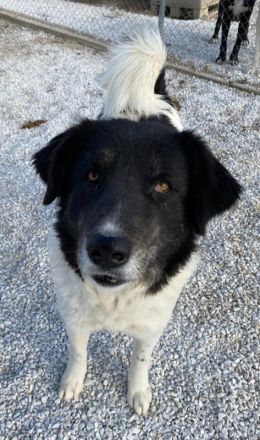 Filona, geb. ca. 12/2020, lebt in GRIECHENLAND, im städt. Tierheim Serres