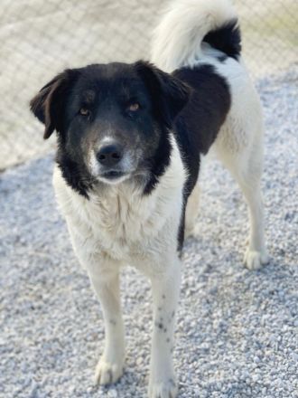 Filona, geb. ca. 12/2020, lebt in GRIECHENLAND, im städt. Tierheim Serres