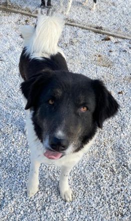 Filona, geb. ca. 12/2020, lebt in GRIECHENLAND, im städt. Tierheim Serres