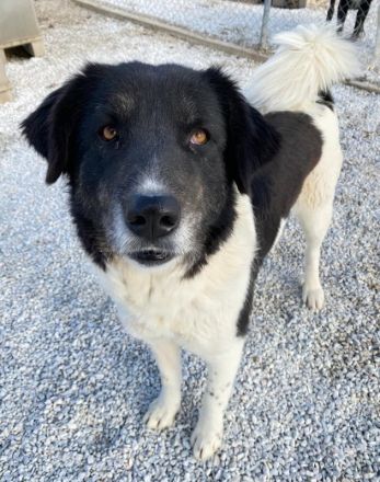 Filona, geb. ca. 12/2020, lebt in GRIECHENLAND, im städt. Tierheim Serres