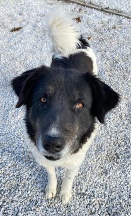 Filona, geb. ca. 12/2020, lebt in GRIECHENLAND, im städt. Tierheim Serres