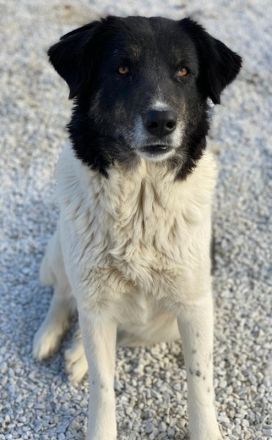 Filona, geb. ca. 12/2020, lebt in GRIECHENLAND, im städt. Tierheim Serres