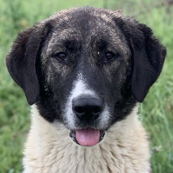 Finja, geb. ca. 05/2020, lebt in GRIECHENLAND, auf einer privaten Pflegestelle