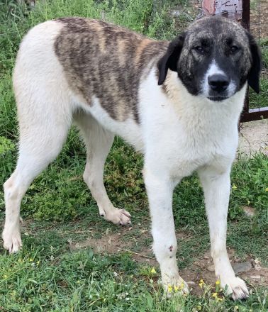 Finja, geb. ca. 05/2020, lebt in GRIECHENLAND, auf einer privaten Pflegestelle