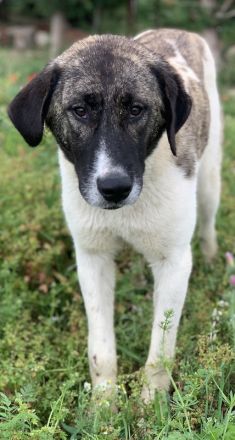 Finja, geb. ca. 05/2020, lebt in GRIECHENLAND, auf einer privaten Pflegestelle