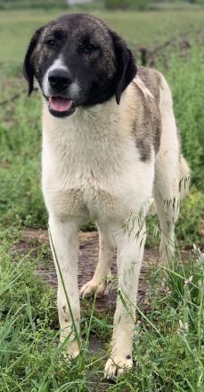 Finja, geb. ca. 05/2020, lebt in GRIECHENLAND, auf einer privaten Pflegestelle