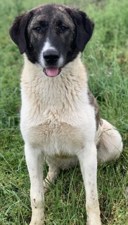 Finja, geb. ca. 05/2020, lebt in GRIECHENLAND, auf einer privaten Pflegestelle