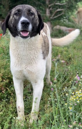 Finja, geb. ca. 05/2020, lebt in GRIECHENLAND, auf einer privaten Pflegestelle