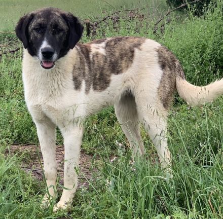 Finja, geb. ca. 05/2020, lebt in GRIECHENLAND, auf einer privaten Pflegestelle