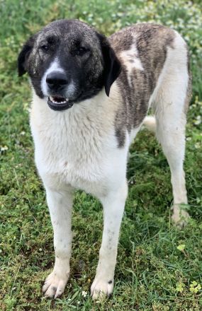 Finja, geb. ca. 05/2020, lebt in GRIECHENLAND, auf einer privaten Pflegestelle