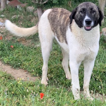 Finja, geb. ca. 05/2020, lebt in GRIECHENLAND, auf einer privaten Pflegestelle