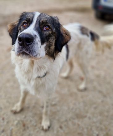 Kala, geb. ca. 10/2022, lebt in GRIECHENLAND, auf einer privaten Pflegestelle