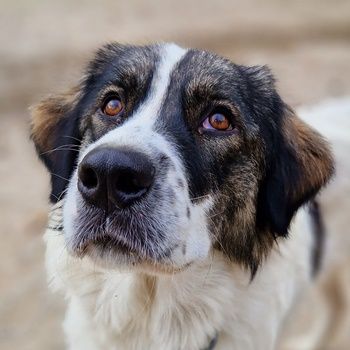 Kala, geb. ca. 10/2022, lebt in GRIECHENLAND, auf einer privaten Pflegestelle