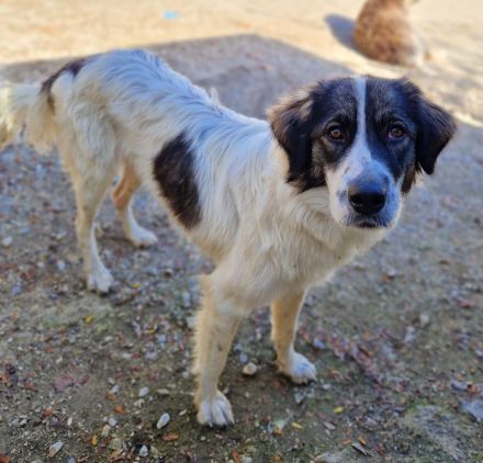 Kala, geb. ca. 10/2022, lebt in GRIECHENLAND, auf einer privaten Pflegestelle