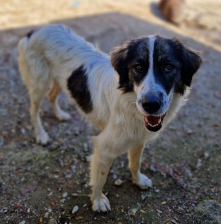 Kala, geb. ca. 10/2022, lebt in GRIECHENLAND, auf einer privaten Pflegestelle