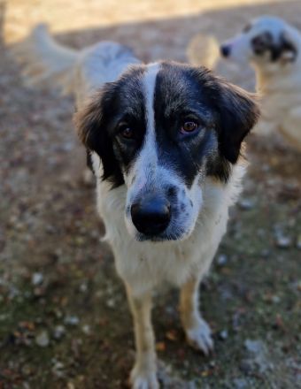 Kala, geb. ca. 10/2022, lebt in GRIECHENLAND, auf einer privaten Pflegestelle