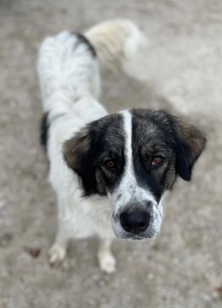 Kala, geb. ca. 10/2022, lebt in GRIECHENLAND, auf einer privaten Pflegestelle